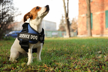 Cute Jack Russell Terrier wearing service dog vest outdoors, space for text © New Africa
