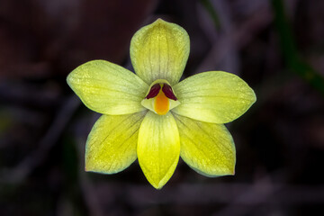 Fototapeta premium Lemon-scented Sun Orchid (Thelymitra antennifera) in Bloom
