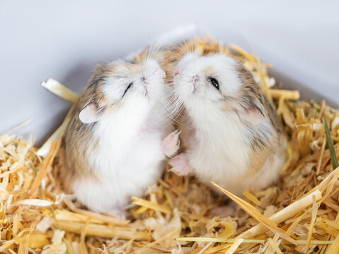 Roborovski Hamster. Two cute dwarf hamsters sit on straw and look at each other. Together forever, breeding time for hamsters. Pet, desert animal, desert hamster