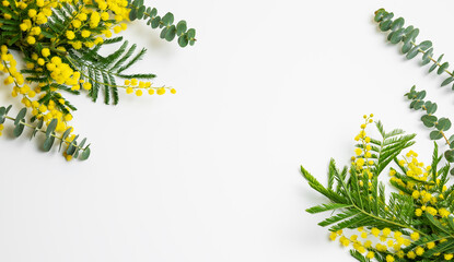 Flat lay of mimosa or acacia and eucaluptus branches on white background with sunlight.