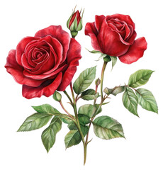 PNG Red roses illustration watercolor vibrant.