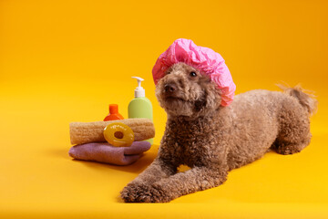 Cute dog with shower cap and other bath accessories on orange background