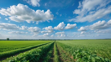Fototapeta premium Vast green fields under a bright blue sky filled with fluffy clouds showcasing serene rural beauty in expansive landscape view.