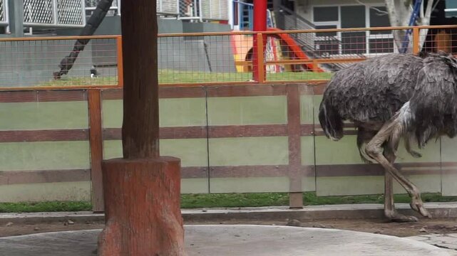 Close-up photo, cassowary in a cage, Casuarius is a genus of birds in the order Casuariiformes. Selective focus.