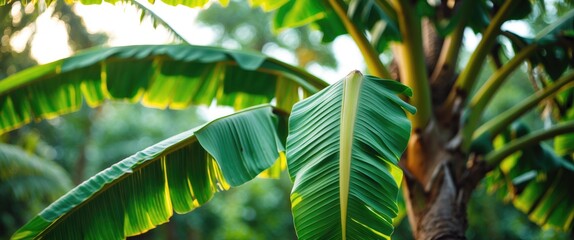 Lush Green Banana Tree Leaves Capturing Tropical Vibes and Natural Beauty in a Serene Outdoor Setting