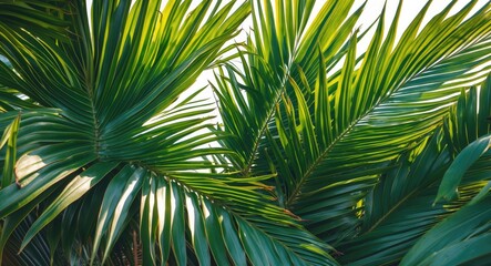 Lush Green Palm Leaves Illuminated by Soft Sunlight in a Tropical Setting