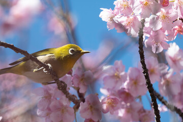 Obraz premium Japanese White-eye with cherry blossoms