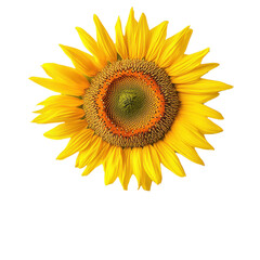 Fototapeta premium Stunning Sunflower in Vibrant Yellow