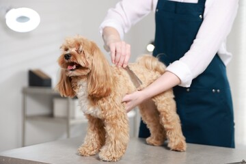 Woman brushing dog's hair with comb indoors, closeup. Pet grooming