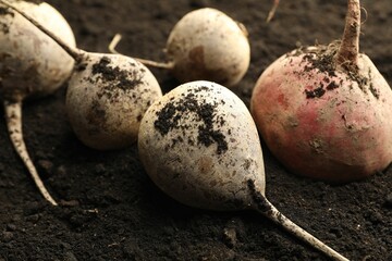 Many raw beetroots on soil, closeup. Root vegetable