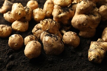 Many raw Jerusalem artichokes on soil, closeup. Root vegetable