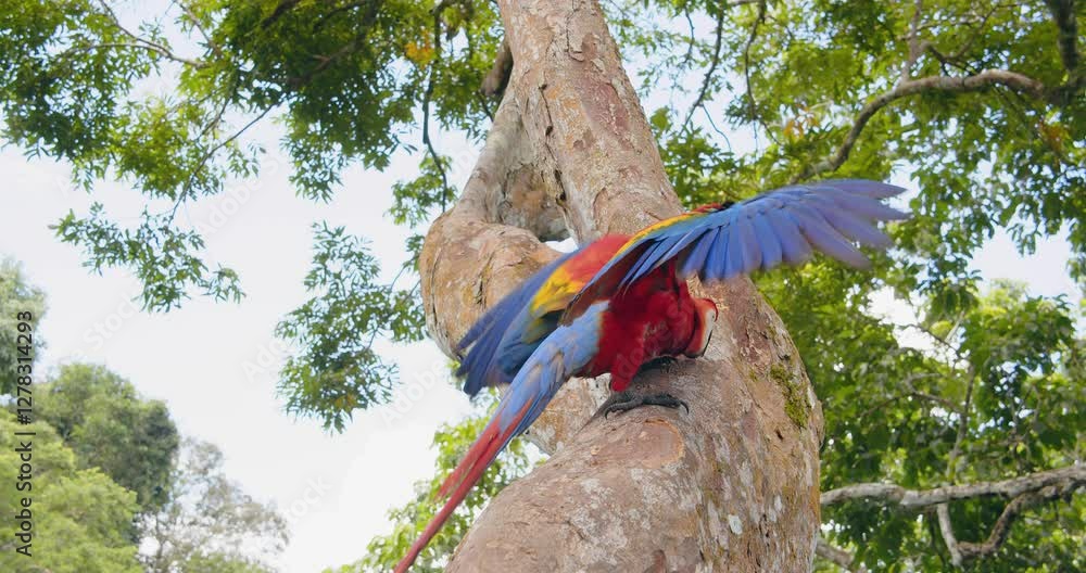 Poster Point of View perspective of Scarlet Macaw on tree trunk moving using its beak and flapping wings in the rain forest