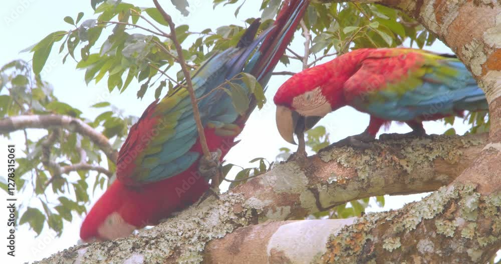 Poster pair of green winged macaws moving along a branch together with help of their massive beaks in the r
