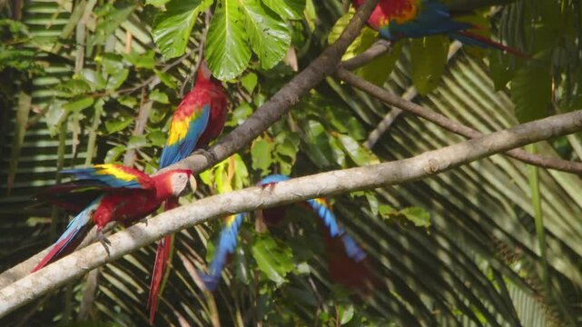 Vibrant Scarlet Macaws squabble in slow motion, competing for the perfect perch in Peru&rsquo;s rainforest.