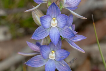 Fototapeta premium Blue Sun Orchid (Thelymitra sp.) - Fresh Bloom in Natural Habitat
