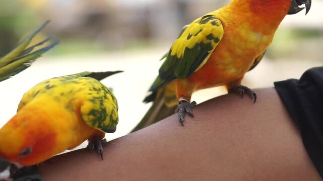 Cute bird Sun Conure, Sun Parakeet (Aratinga solstitialis) perched on the hand of a local tourist. 
