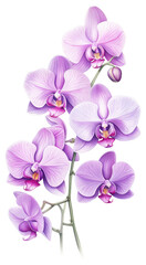Obraz premium PNG Purple Orchid branch orchid illustration botanical.