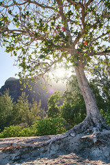 Fototapeta premium Le Morne Brabant mountain view from the beach at sunrise, with a beautiful tree in the foreground, Mauritius