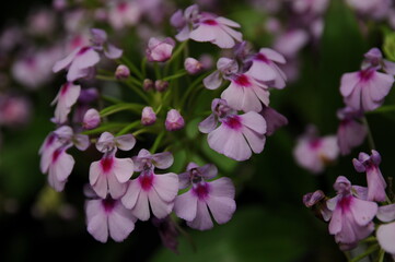 Heating through the Winter Survival is cloudy