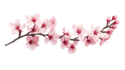 Fototapeta premium A single cherry blossom branch with pink flowers, isolated on a transparent background PNG.