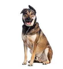 Crossbreed dog sitting and panting on white background