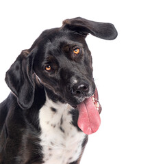 Curious crossbreed dog sticking out tongue on white background
