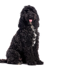 Adorable black cockapoo sitting and panting on white background