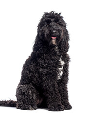 Adorable barbet dog sitting and panting on white background