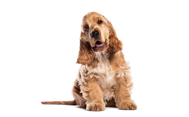 English cocker spaniel puppy sitting and looking curious on white background