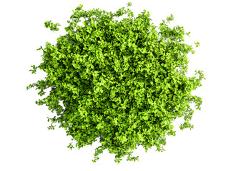 Obraz premium Aerial view of a lush green bush with vibrant foliage, isolated on a transparent background, PNG