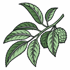 sharp kaffir lime leaf