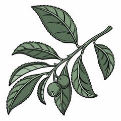 sharp kaffir lime leaf