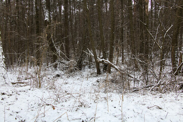 Winter dense forest covered with snow, with thick dry bushes and fallen trees