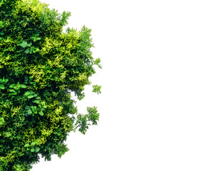 Obraz premium Lush green foliage with vibrant leaves on a transparent background. Ideal for design elements, PNG