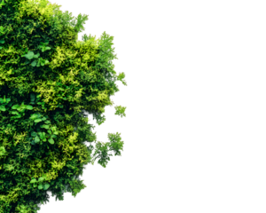 Lush green foliage with vibrant leaves on a transparent background.  Ideal for design elements, PNG