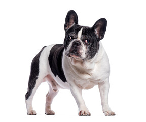 French bulldog standing on white background