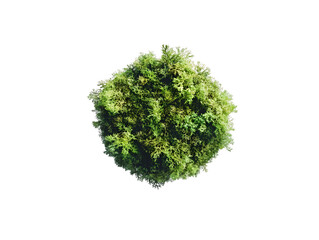 Aerial view of a lush green bush, spherical in shape, isolated on a transparent background, PNG