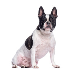 French bulldog sitting and looking forward on white background
