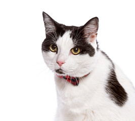 Black and white cat wearing red bow tie on white background