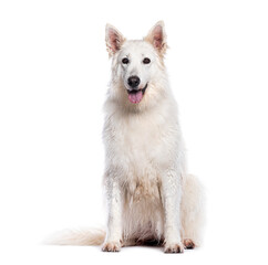 White swiss shepherd dog sitting and panting on white background