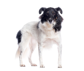 Crossbreed dog standing and looking at camera on white background
