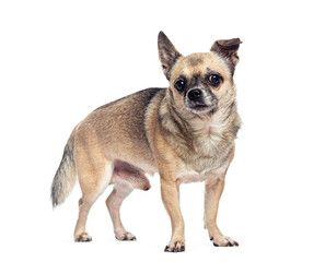 Obraz premium Mixed breed dog standing on white background
