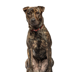 Obraz premium Brindle mixed breed dog sitting and wearing red collar on white background