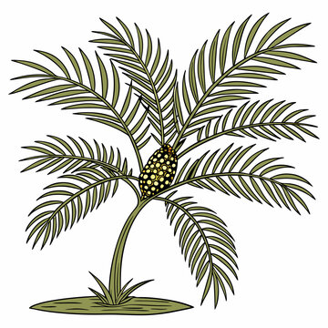 bacaba palm
