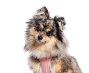 Pomeranian dog wearing pink harness tilting head on white background