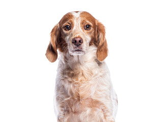 Epagneul breton posing calmly on white background