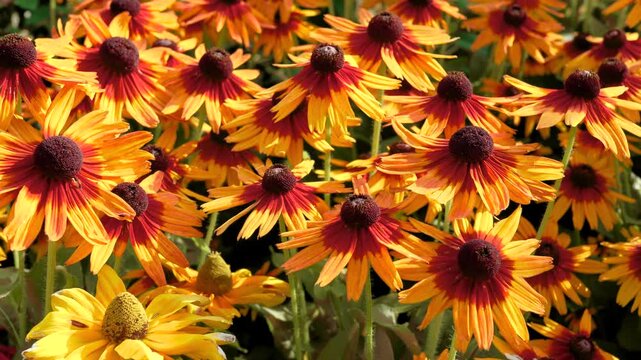 Echinacea flowers in a bright summer day.