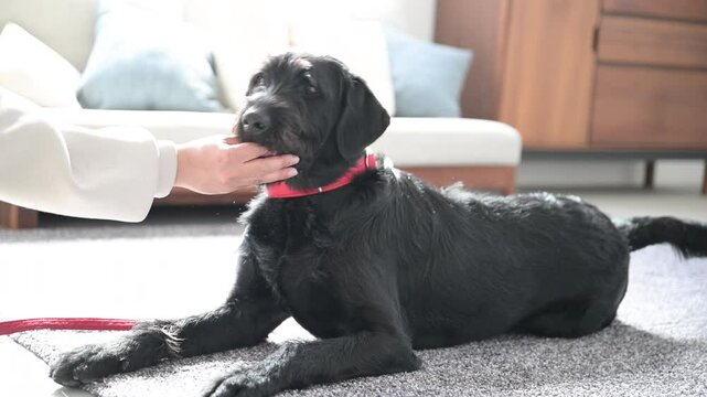 Image video of Doggie (dog) sitting in the living room Living Free in training.