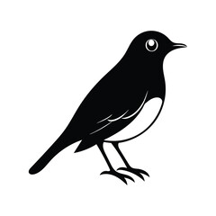 Obraz premium a vector silhouetteof american robin bird.