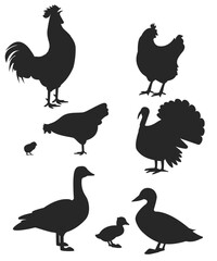 Poultry silhouette stock illustration